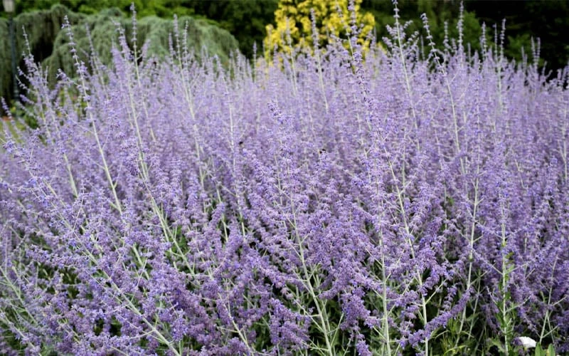 Russian Sage (Perovskia atriplicifolia) - 1 Gallon Pot Russian Sage (Perovskia Atriplicifolia) - 1 Gallon Pot -Garden Plant Shop perovskia atriplicifolia russian sage 3