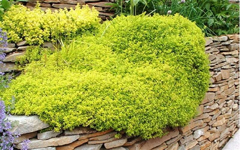 Archers Gold Lemon Thyme - Thymus citriodorus - 10 Pack of Pint Pots Archers Gold Lemon Thyme - Thymus Citriodorus - 10 Pack Of Pint Pots -Garden Plant Shop picture 8232 archers gold thyme 1