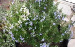 Tuscan Blue Rosemary - 1 Gallon Pot -Garden Plant Shop picture 8376 tuscan blue rosemary
