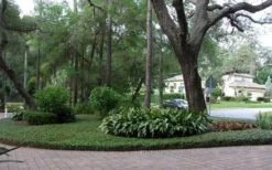 Asian Jasmine (Trachelospermum Asiaticum) - 36 Pack Of 3.5" Pint Pots 3 Asian Jasmine (Trachelospermum Asiaticum) - 36 Pack Of 3.5" Pint Pots -Garden Plant Shop picture asian jasmine 8