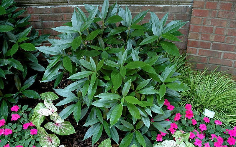 Sawtoothed Aucuba Serratifolia - 3 Gallon Pot Sawtoothed Aucuba Serratifolia - 3 Gallon Pot -Garden Plant Shop picture aucuba sawtoothed 1