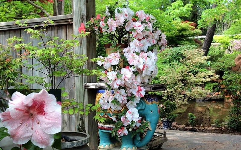 Tama no Hada Azalea - 1 Gallon Pot Tama No Hada Azalea - 1 Gallon Pot -Garden Plant Shop picture azalea tama no hada 1