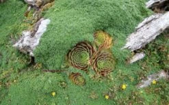 Elfin Creeping Thyme - Thymus Serpyllum Elfin - 3 Pack Of Pint Pots -Garden Plant Shop picture creeping thyme elfin 4