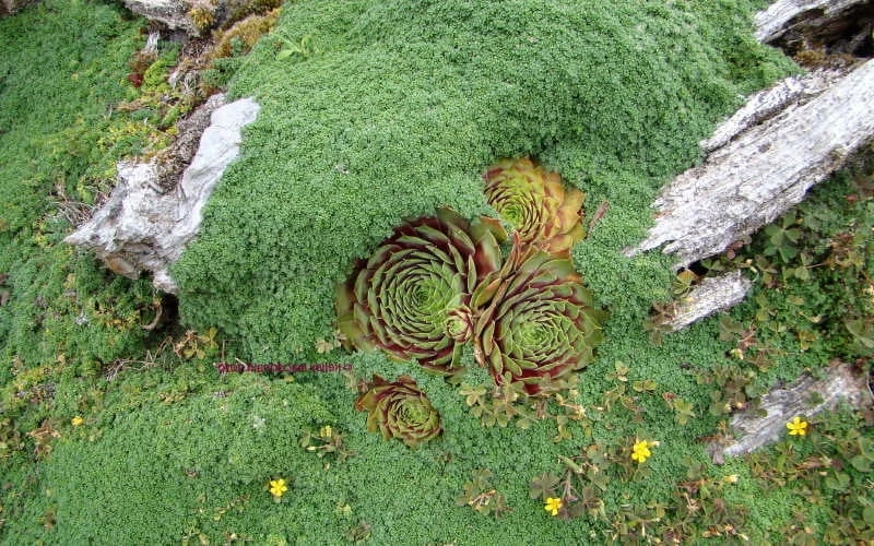 Elfin Creeping Thyme (Thymus serpyllum 'Elfin') - 5 Pack of Quart Pots Elfin Creeping Thyme (Thymus Serpyllum 'Elfin') - 5 Pack Of Quart Pots -Garden Plant Shop picture creeping thyme elfin 4 3