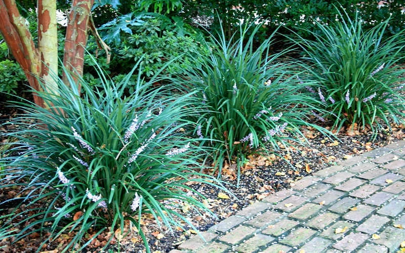 Emerald Goddess Liriope (Lilyturf) - 1 Gallon Pot Emerald Goddess Liriope (Lilyturf) - 1 Gallon Pot -Garden Plant Shop picture liriope emerald goddess 1 1