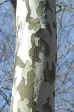 American Sycamore Tree - 3 Gallon Pot 5 American Sycamore Tree - 3 Gallon Pot -Garden Plant Shop platanus occidentalis american sycamore tree 1 1