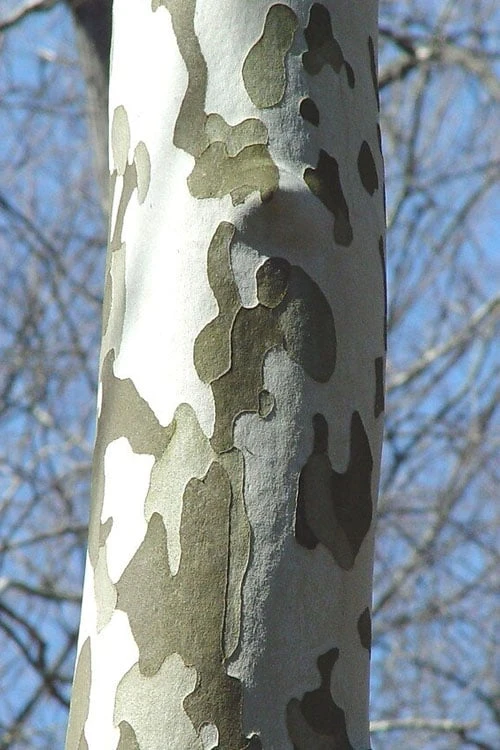 American Sycamore Tree - 3 Gallon Pot American Sycamore Tree - 3 Gallon Pot -Garden Plant Shop platanus occidentalis american sycamore tree 1 1