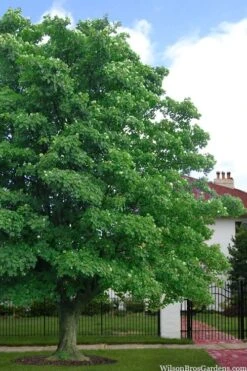 American Sycamore Tree - 3 Gallon Pot 3 American Sycamore Tree - 3 Gallon Pot -Garden Plant Shop platanus occidentalis american sycamore tree 4 1