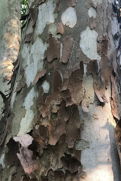 American Sycamore Tree - 3 Gallon Pot American Sycamore Tree - 3 Gallon Pot -Garden Plant Shop platanus occidentalis american sycamore tree 6 1