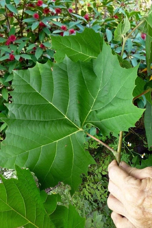 American Sycamore Tree - 3 Gallon Pot American Sycamore Tree - 3 Gallon Pot -Garden Plant Shop platanus occidentalis american sycamore tree 7 1