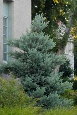 Blue Podocarpus Yew - 3 Gallon Pot -Garden Plant Shop podocarpus elongatus blue podocarpus 1 1