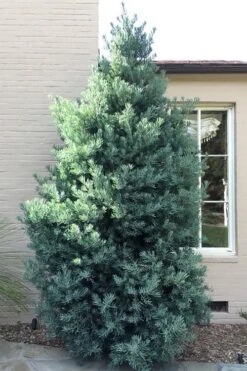 Blue Podocarpus Yew - 3 Gallon Pot -Garden Plant Shop podocarpus elongatus blue podocarpus 5 1