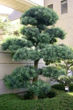 Blue Podocarpus Yew - 3 Gallon Pot -Garden Plant Shop podocarpus elongatus blue podocarpus 6 1