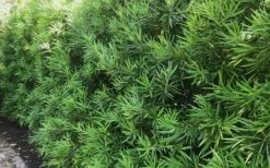 Podocarpus Macrophyllus Upright Yew - 7 Gallon Pot (3-4') -Garden Plant Shop podocarpus macrophyllus upright yew 105 1