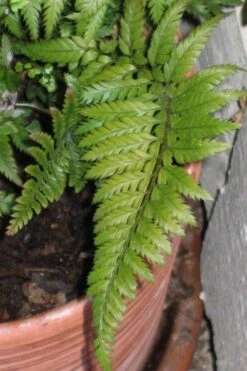 Korean Rock Fern - 6 Pack Of 1 Gallon Pots 3 Korean Rock Fern - 6 Pack Of 1 Gallon Pots -Garden Plant Shop polystichum tsus simense korean rock fern 1