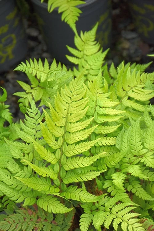Korean Rock Fern - 1 Gallon Pot Korean Rock Fern - 1 Gallon Pot -Garden Plant Shop polystichum tsus simense korean rock fern 4 1