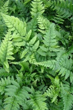 Korean Rock Fern - 6 Pack Of 1 Gallon Pots 6 Korean Rock Fern - 6 Pack Of 1 Gallon Pots -Garden Plant Shop polystichum tsus simense korean rock fern 5