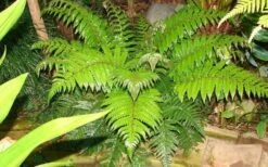 Korean Rock Fern - 1 Gallon Pot 4 Korean Rock Fern - 1 Gallon Pot -Garden Plant Shop polystichum tsus simense korean rock fern 6 1