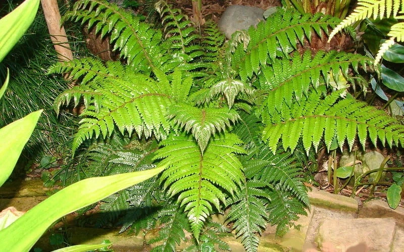 Korean Rock Fern - 1 Gallon Pot Korean Rock Fern - 1 Gallon Pot -Garden Plant Shop polystichum tsus simense korean rock fern 6 1