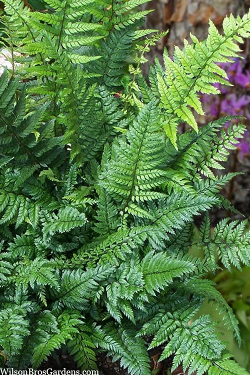 Korean Rock Fern - 1 Gallon Pot Korean Rock Fern - 1 Gallon Pot -Garden Plant Shop polystichum tsus simense korean rock fern 8 1
