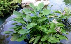 Heartleaf Purple Pickerel Weed (Pontaderia Cordata) - 6 Pack Of 1 Gallon Pot -Garden Plant Shop pontederia cordata pickerel weed 3 2