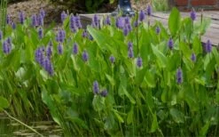 Heartleaf Purple Pickerel Weed (Pontaderia Cordata) - 8 Pack Of 1 Gallon Pot -Garden Plant Shop pontederia cordata pickerel weed 4 1