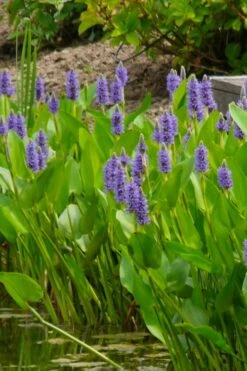 Heartleaf Purple Pickerel Weed (Pontaderia Cordata) - 6 Pack Of 1 Gallon Pot -Garden Plant Shop pontederia cordata pickerel weed 5 2