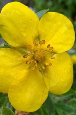 Gold Star Shrubby Cinquefoil (Potentilla Fruticosa) - 1 Gallon Pot 3 Gold Star Shrubby Cinquefoil (Potentilla Fruticosa) - 1 Gallon Pot -Garden Plant Shop potentilla fruticosa gold star shrubby cinquefoil 1