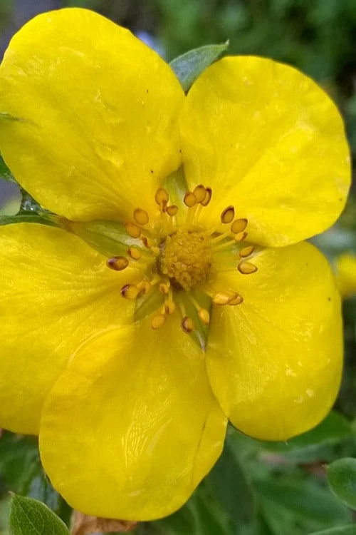 Gold Star Shrubby Cinquefoil (Potentilla fruticosa) - 1 Gallon Pot Gold Star Shrubby Cinquefoil (Potentilla Fruticosa) - 1 Gallon Pot -Garden Plant Shop potentilla fruticosa gold star shrubby cinquefoil 1