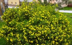 Gold Star Shrubby Cinquefoil (Potentilla Fruticosa) - 1 Gallon Pot 4 Gold Star Shrubby Cinquefoil (Potentilla Fruticosa) - 1 Gallon Pot -Garden Plant Shop potentilla fruticosa gold star shrubby cinquefoil 2