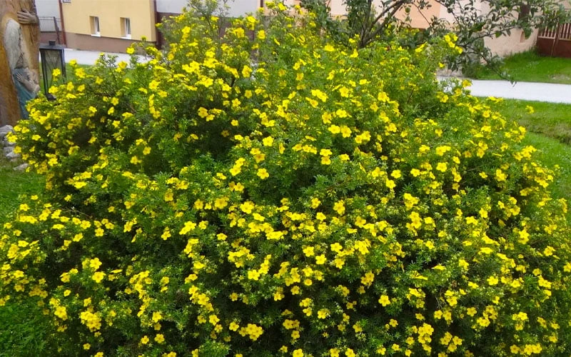 Gold Star Shrubby Cinquefoil (Potentilla fruticosa) - 1 Gallon Pot Gold Star Shrubby Cinquefoil (Potentilla Fruticosa) - 1 Gallon Pot -Garden Plant Shop potentilla fruticosa gold star shrubby cinquefoil 2