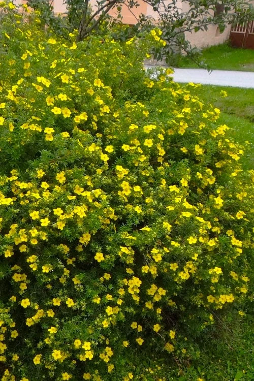 Gold Star Shrubby Cinquefoil (Potentilla fruticosa) - 1 Gallon Pot Gold Star Shrubby Cinquefoil (Potentilla Fruticosa) - 1 Gallon Pot -Garden Plant Shop potentilla fruticosa gold star shrubby cinquefoil 4