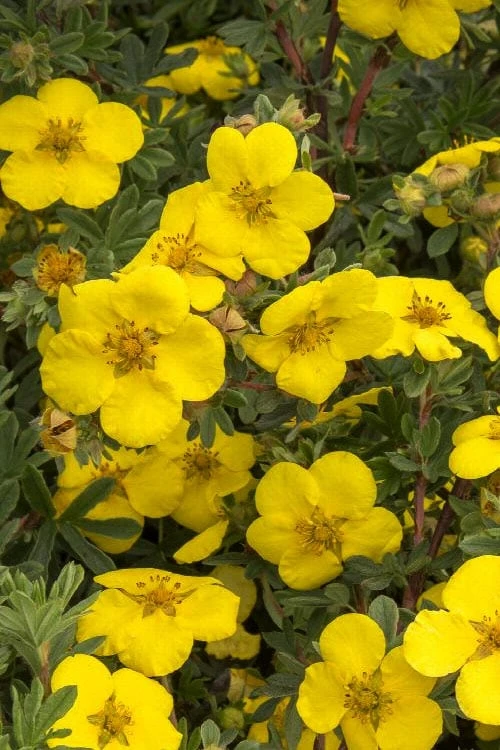 Gold Star Shrubby Cinquefoil (Potentilla fruticosa) - 1 Gallon Pot Gold Star Shrubby Cinquefoil (Potentilla Fruticosa) - 1 Gallon Pot -Garden Plant Shop potentilla fruticosa gold star shrubby cinquefoil 9