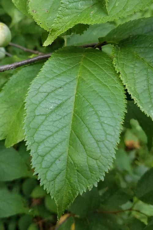 American Wild Plum Tree (Prunus americana) - 1 Gallon Pot American Wild Plum Tree (Prunus Americana) - 1 Gallon Pot -Garden Plant Shop prunus americana american wild plum tree 10 1