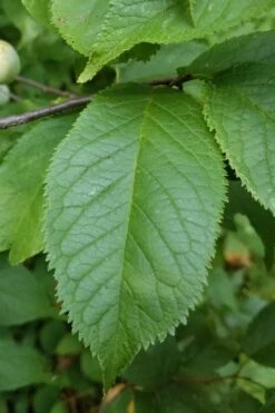 American Wild Plum Tree (Prunus Americana) - 3 Gallon Pot -Garden Plant Shop prunus americana american wild plum tree 10