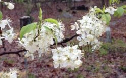 American Wild Plum Tree (Prunus Americana) - 1 Gallon Pot 7 American Wild Plum Tree (Prunus Americana) - 1 Gallon Pot -Garden Plant Shop prunus americana american wild plum tree 11 1