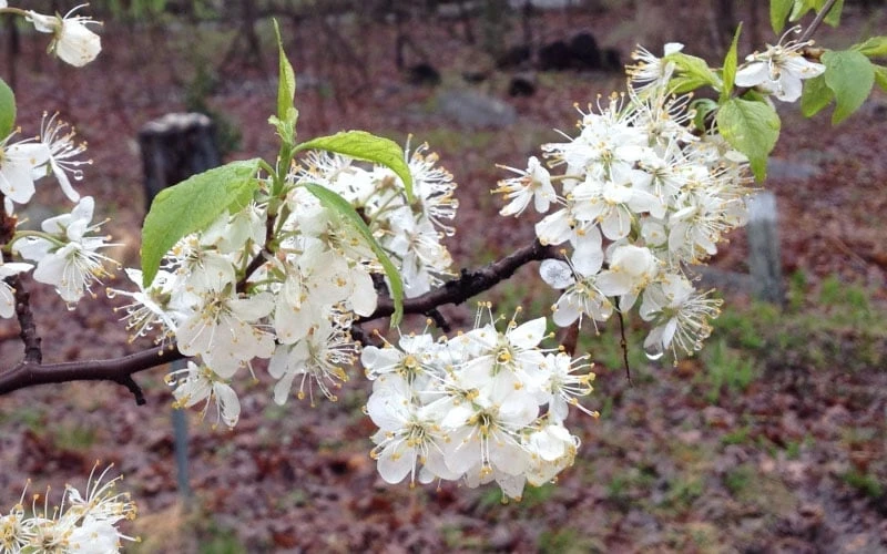 American Wild Plum Tree (Prunus americana) - 1 Gallon Pot American Wild Plum Tree (Prunus Americana) - 1 Gallon Pot -Garden Plant Shop prunus americana american wild plum tree 11 1