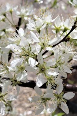 American Wild Plum Tree (Prunus Americana) - 3 Gallon Pot -Garden Plant Shop prunus americana american wild plum tree 5