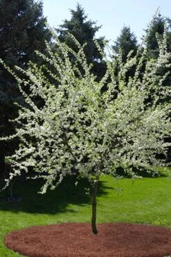 American Wild Plum Tree (Prunus Americana) - 1 Gallon Pot 5 American Wild Plum Tree (Prunus Americana) - 1 Gallon Pot -Garden Plant Shop prunus americana american wild plum tree 9 1