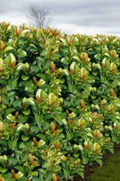 Volcano English Cherry Laurel (Prunus Laurocersasus) - 1 Gallon Pot -Garden Plant Shop prunus laurocerasus volcano english cherry laurel 3