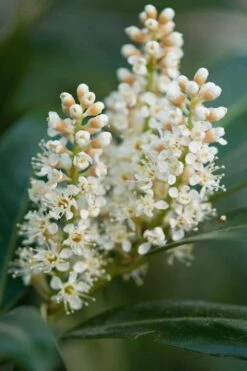 Volcano English Cherry Laurel (Prunus Laurocersasus) - 1 Gallon Pot -Garden Plant Shop prunus laurocerasus volcano english cherry laurel 4