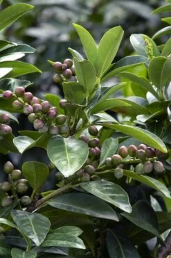 Volcano English Cherry Laurel (Prunus Laurocersasus) - 1 Gallon Pot -Garden Plant Shop prunus laurocerasus volcano english cherry laurel 6