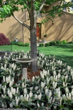 Zabel Laurel (Prunus Laurocersasus 'Zabeliana') - 6 Pack Of 1 Gallon Pots -Garden Plant Shop prunus laurocerasus zabeliana zabel cherry laurel 2 1