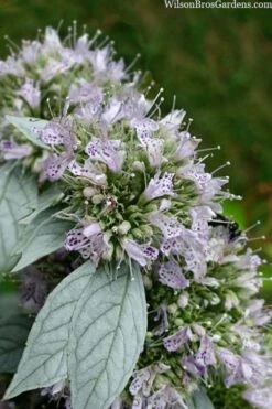 Silver Leaf Mountain Mint (Pycnanthemum Incanum) - 1 Gallon Pot -Garden Plant Shop pycnanthemum incanum hoary silver leaf mint 1