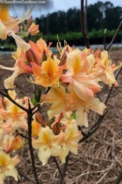 Al Curry Azalea (Rhododendron) - 3 Gallon Pot -Garden Plant Shop rhododendron al curry 2