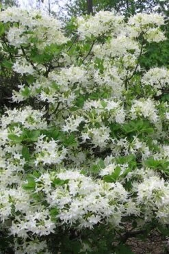White Alabama Native Azalea (Rhododendron Alabamense) - 3 Gallon Pot -Garden Plant Shop rhododendron alabamense alabama native azalea 8