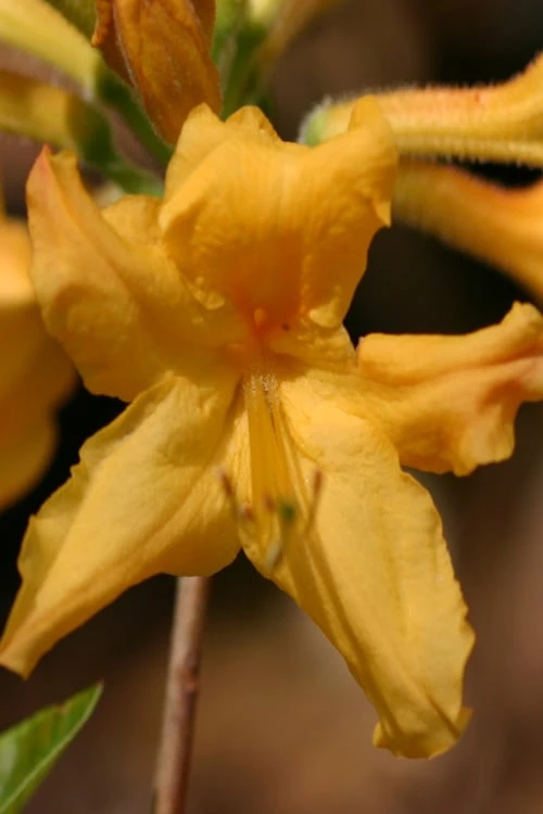 Appalachian Gold Aromi Azalea (Rhododendron hybrid) - 3 Gallon Pot Appalachian Gold Aromi Azalea (Rhododendron Hybrid) - 3 Gallon Pot -Garden Plant Shop rhododendron appalachian gold azalea 100