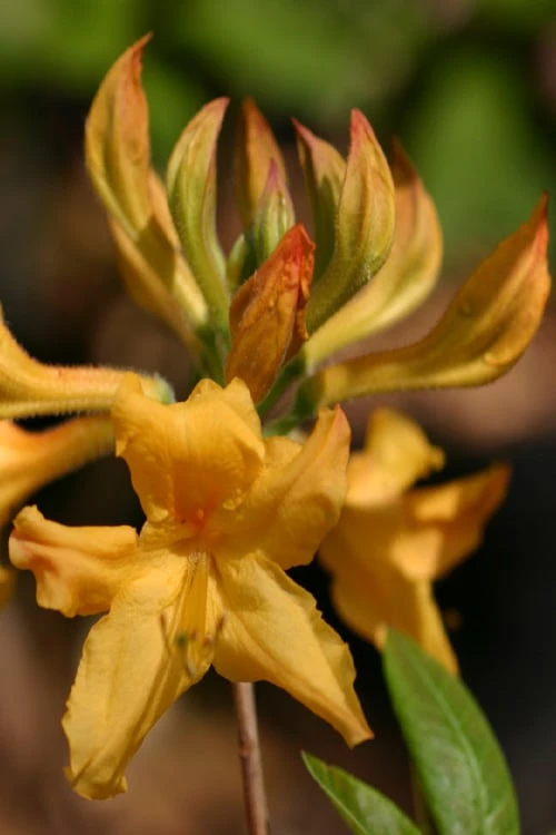 Appalachian Gold Aromi Azalea (Rhododendron hybrid) - 3 Gallon Pot Appalachian Gold Aromi Azalea (Rhododendron Hybrid) - 3 Gallon Pot -Garden Plant Shop rhododendron appalachian gold azalea 102