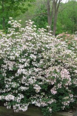 Coastal Azalea (Rhododendron Atlanticum) - 3 Gallon Pot -Garden Plant Shop rhododendron atlanticum coastal azalea 1