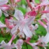 Coastal Azalea (Rhododendron Atlanticum) - 1 Gallon Pot